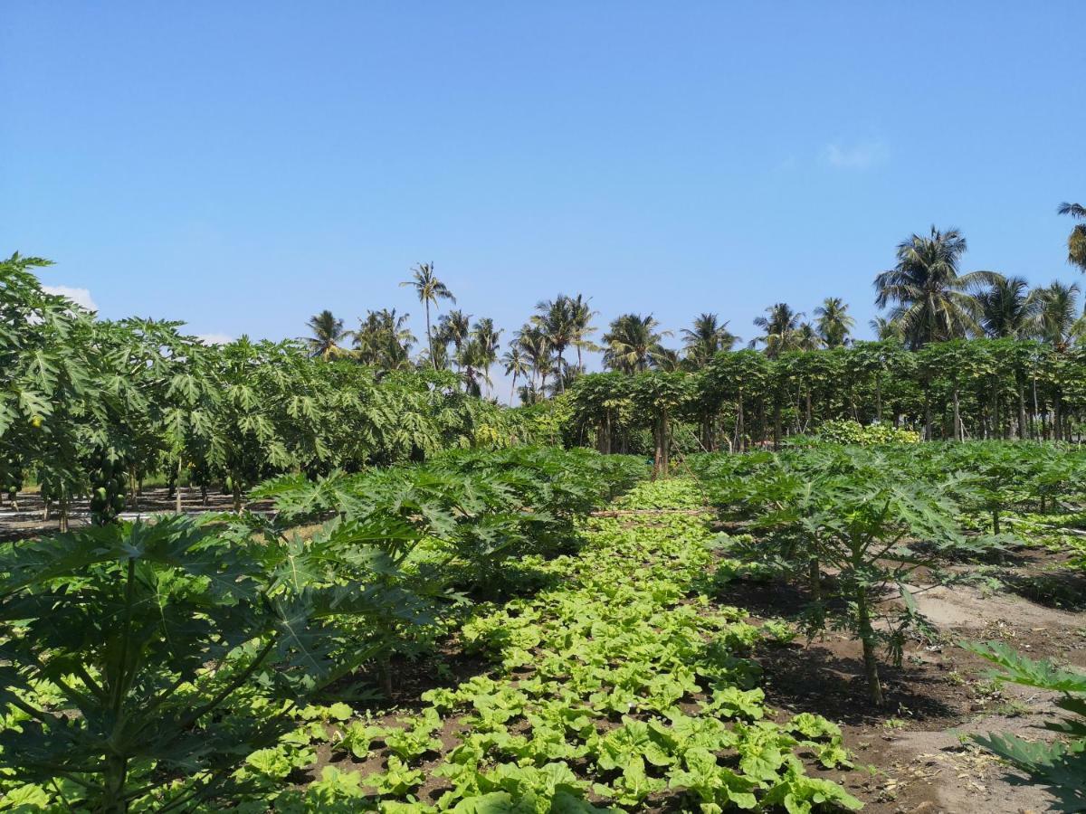 Thila Farm View Hotel Thoddoo Luaran gambar